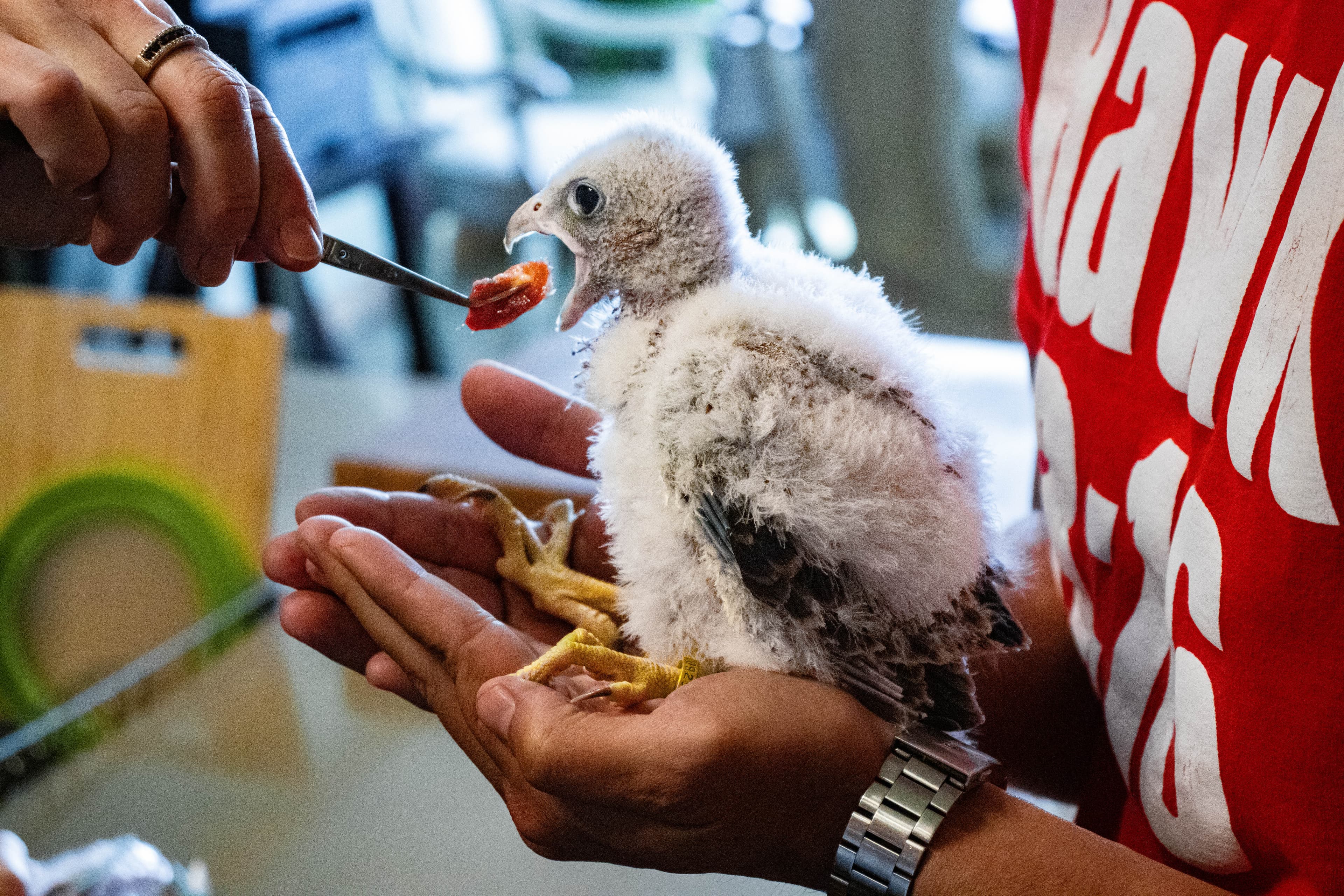 Hand feeding a young hawk